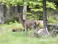 images/CERF-ET-CHEVREUIL/biche-31-mai 2015  copie.jpg